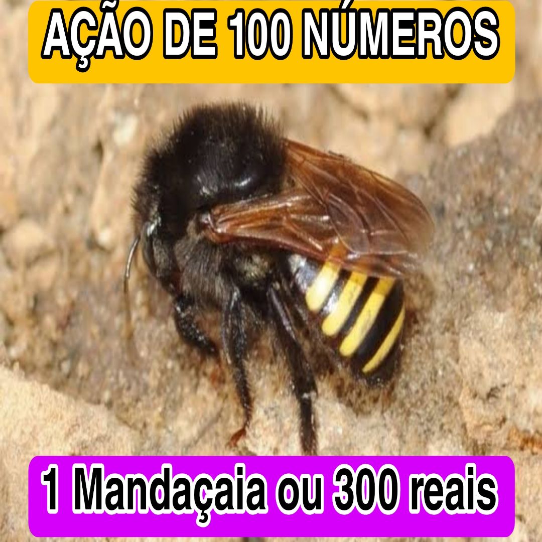 290° Edição- AÇÃO de 100 NÚMEROS (1 Enxame de Mandaçaia ou 300 reais ✅️)