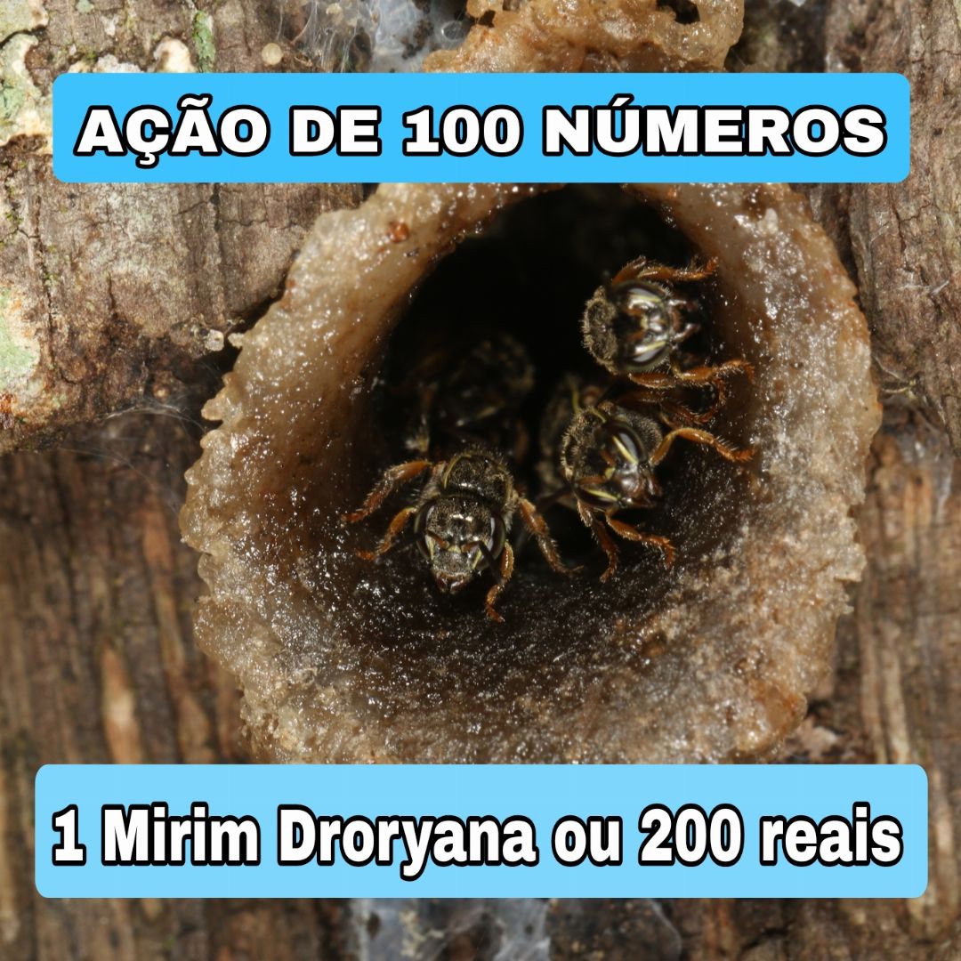 295° Edição- AÇÃO de 100 NÚMEROS (1 Abelha Mirim Droryana ou 200 reais ✅️)