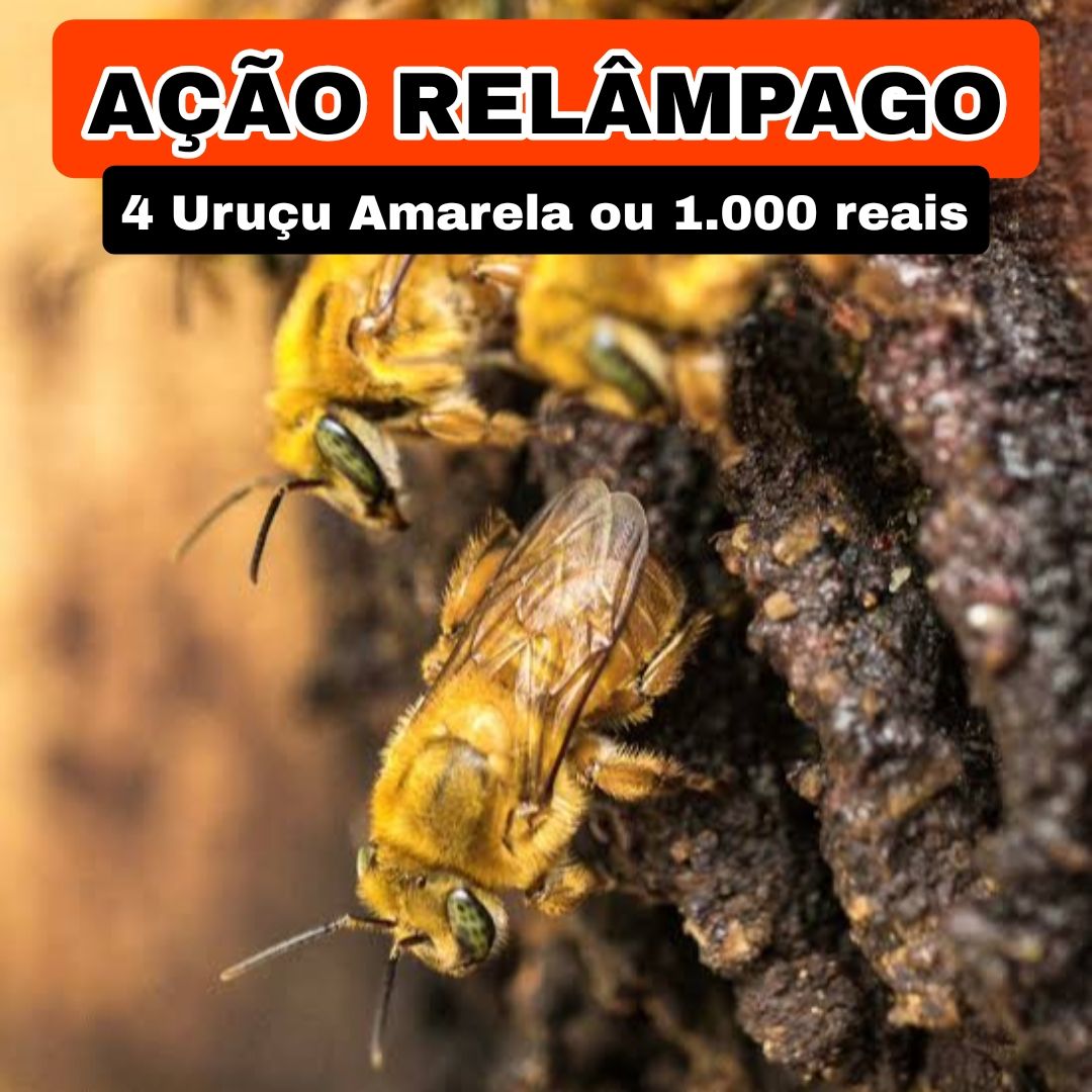 296° Edição- Ação RELÂMPAGO (4 Uruçu Amarela ou 1000 reais no pix ✅️)