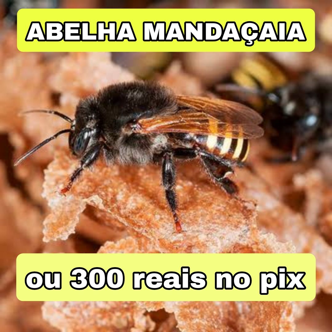 298° Edição- Ação de 100 NÚMEROS (1 Mandaçaia ou 300 reais no pix ✅️)