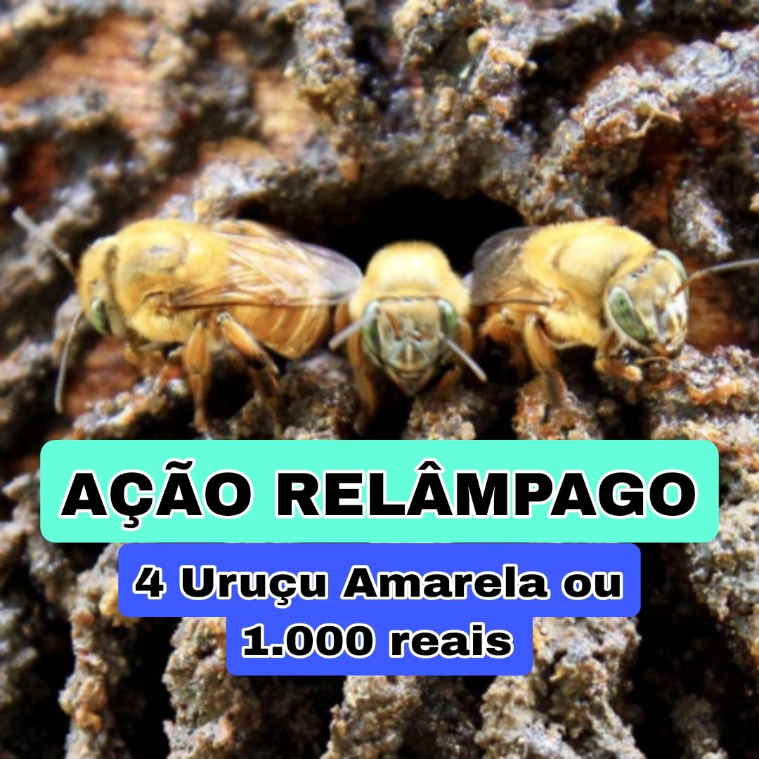 299° Edição- Ação RELÂMPAGO (4 Uruçu Amarela ou 1.000 reais ✅️)