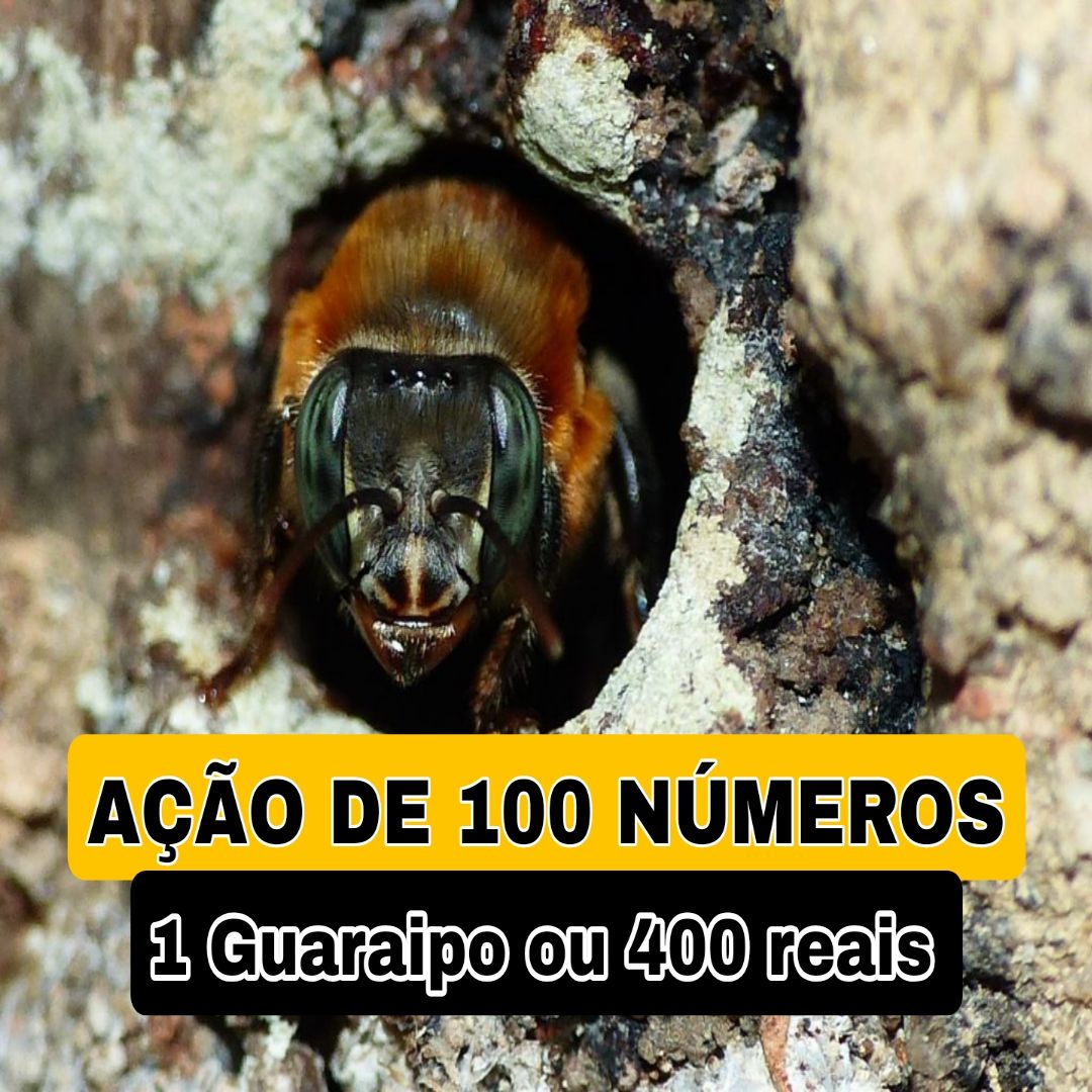 295° Edição- AÇÃO de 100 NÚMEROS (1 Abelha Guaraipo ou 400 reais ✅️)
