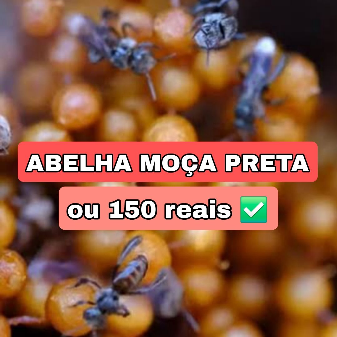 308° Edição- Ação de 100 NÚMEROS (1 Abelha Moça Preta ou 150 reais no pix ✅️)