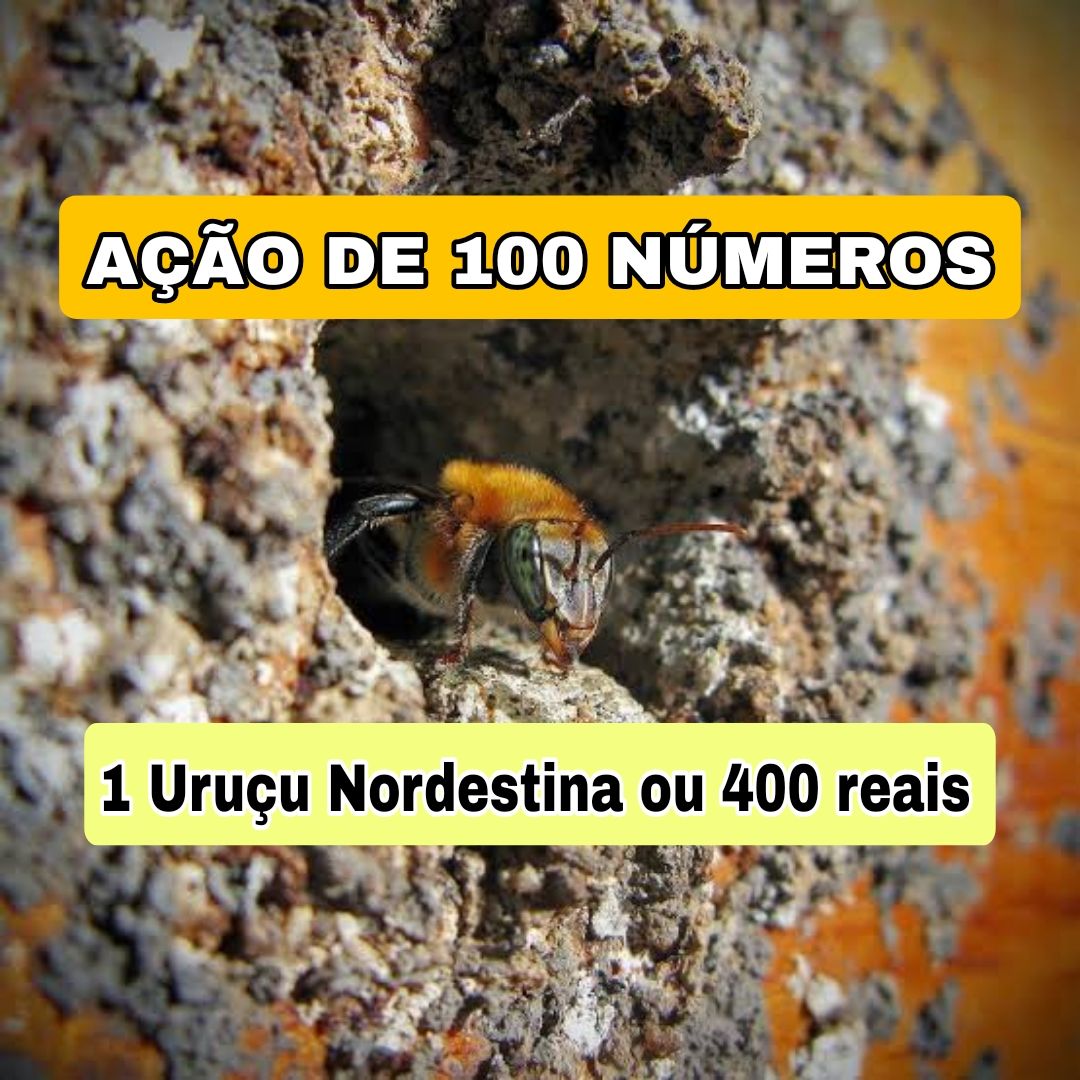 312° Edição- Ação de 100 NÚMEROS (1 Abelha Uruçu Nordestina ou 400 reais no pix ✅️)
