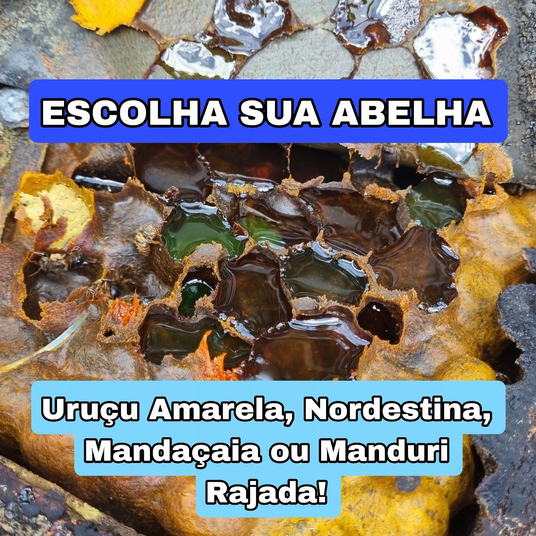 313° Edição- Ação de 100 NÚMEROS (Escolha seus ENXAME ou 400 reais no pix ✅️)