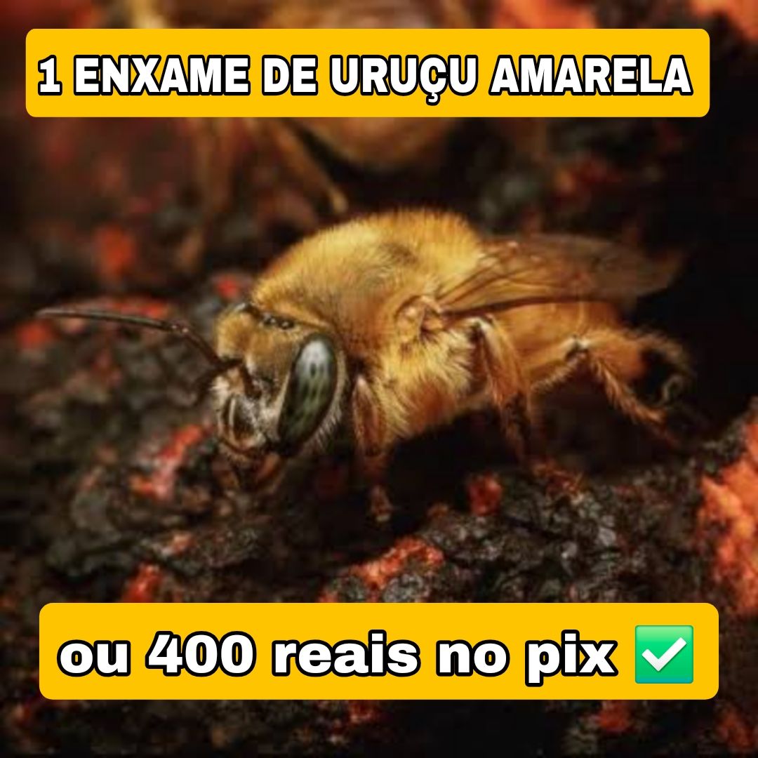 315° Edição- Ação de 100 NÚMEROS (1 Abelha Uruçu Amarela ou 400 reais no pix ✅️)